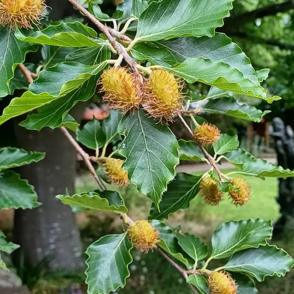 The wheel of the year is turning - it's the longest day of the year and autumn is coming.... (at Shakespeare's New Place)