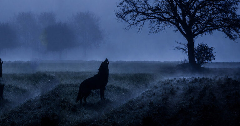 Welsh Death Omens: Ghost Dogs, Phantom Birds & Strange Warnings (Ghosts and Folklore of Wales with Mark Rees EP167)