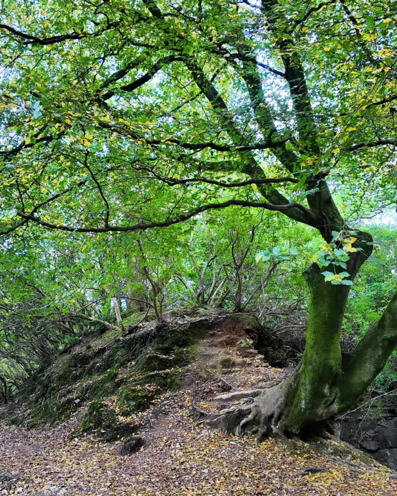 Penllergare Valley Woods