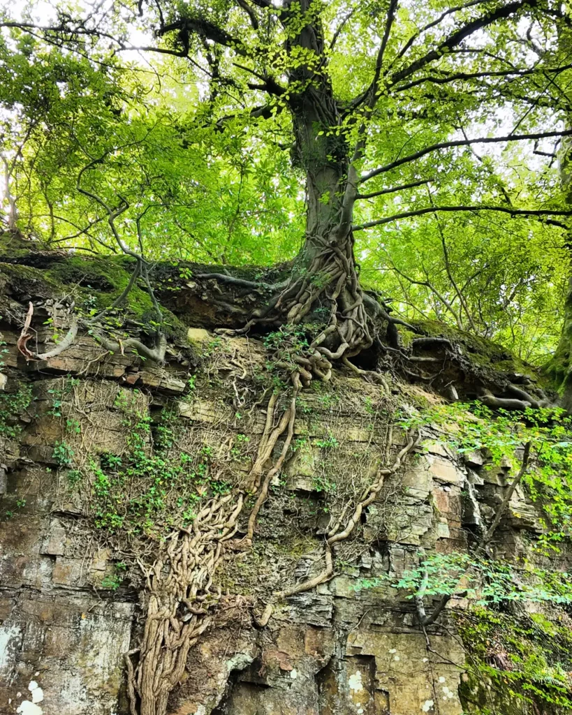The Goblin Tree at Penllergare Valley Woods